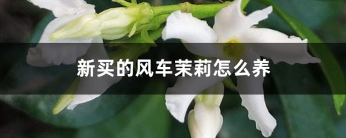 新买的风车茉莉怎么养