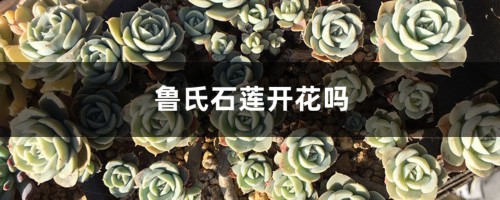 鲁氏石莲开花吗