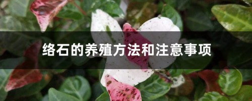 络石的养殖方法和注意事项