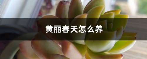 黄丽春天怎么养